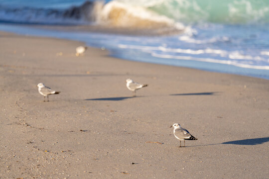 Flock of seagulls idle by the beach shore