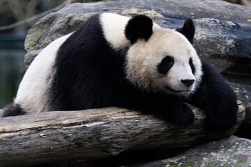 Fototapeta premium Portrait of a panda in the meadow