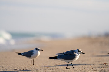 Closeup photo of seagulls walking on the sand