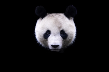 Panda with a black background