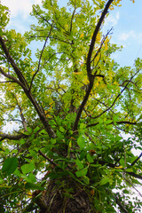 Big fresh green leaves in the view below in the middle of nature