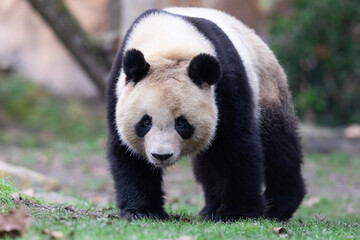 Fototapety  Portrait of a panda in the meadow