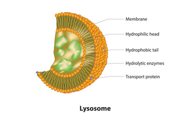 Lysosomal structure (numerous hydrolytic enzymes which catalyse hydrolysis reactions)