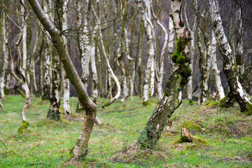Birch Tree Forest in Winter.