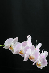 beautiful gently pink phalaenopsis orchid large branch on a black background
