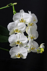 white flowers orchid phalaenopsis formidable on a black background in drops of water macro vertical photo
