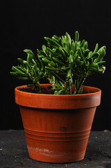 krasula in a clay pot on a black background vertical photo
