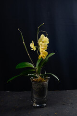 yellow phalinopsis orchid in a glass pot on a black background vertical photo
