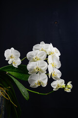 large white orchid phalinopsis on branches on a black background vertical photo
