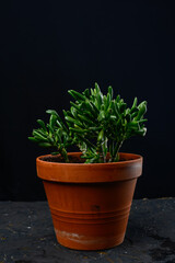 krasula in a clay pot on a black background
