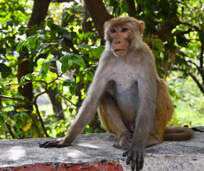 portrait of a macaque