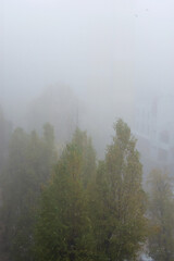 thick gray fog in autumn trees in fog vertical