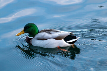 Erpel in der Eckernförder Bucht