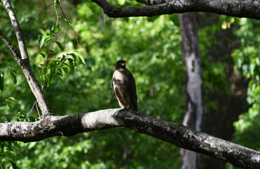 bird on a branch