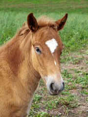 portrait of a red foal on a green meadow