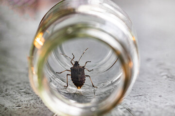 Close-up of Heteroptera bug in a glass bottle 