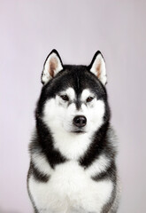 siberian husky dog
