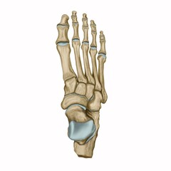 Foot dorsal view, Foot bone, ankle bone