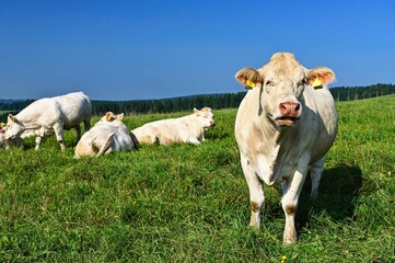 Obraz premium Herd of cows on a green field with blue sky and sun. Colorful nature background with animals.