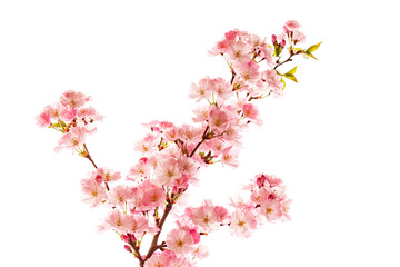 flowers of pink decorative cherry or sakura on a spring tree on a white background