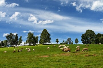 Obraz premium Herd of sheep on a green field with blue sky and sun.