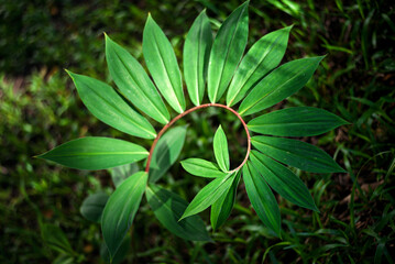 green leaves curve like golden ratio in nature