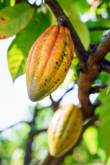 ripe cacao pod hanging on the tree in cacoa plantation