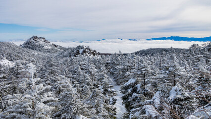 厳冬期　北横岳登山　登山道の樹氷