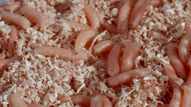 Many crawling maggots in a small amount of sawdust.
