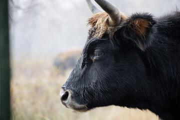 Heckrinder grasen auf einer Weide im Moor