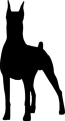 Doberman EPS, Doberman Silhouette, Doberman Vector, Doberman Cut File, Doberman Vector