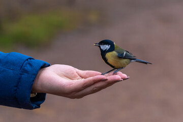Russia. November 7, 2021. A tit pecks millet from a human hand.