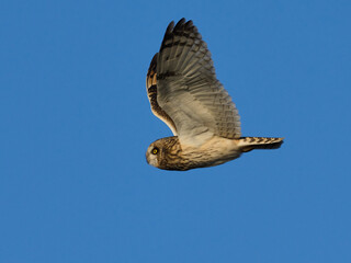 Short-eared owl (Asio flammeus)