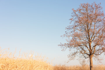 青空と大きな一本の木	
