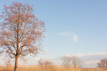 青空と大きな一本の木	