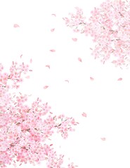Obraz na płótnie Canvas 美しく華やかな花びら舞い散る春の桜の白バックフレーム背景素材