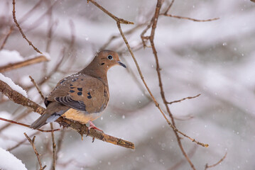 Mourning dove perched on bare tree branch in winter snow storm
