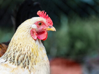 Chicken with bright white and orange feathers close up in profile in the garden on a dark background