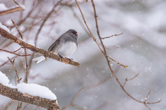 Dark eyed Junco bird perched on tree branch during winter snow storm