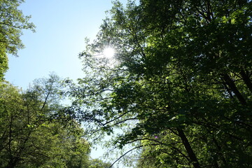 Sonne im Wald