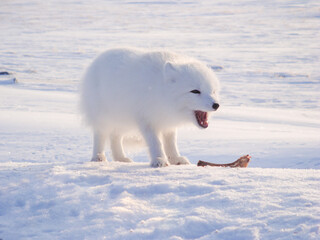 Obraz na płótnie Canvas Arctic fox in the north stands on a snowdrift and eats bones.