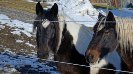 chevaux en hivers 