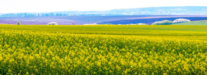 Spacious field with rapeseed crops. Rapeseed during flowering