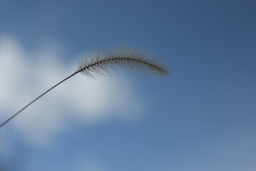 青空とねこじゃらし