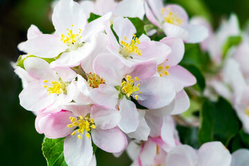 Obraz na płótnie Canvas Apple blossoms. Pink apple blossoms on a tree close up