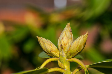 Frühling