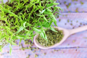 Micro greens, grains and sprouted mung bean sprouts on a wooden table, useful organic plants, micro...