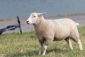 Sheep stands on the dike. There is a bicycle in the background