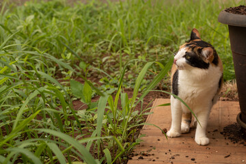 Cat Tricolor Black Orange and White in the home garden. Kitten eating new grass.