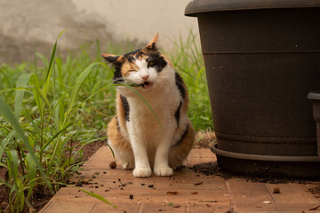 Cat eating new grass in the home garden. Kitten Tricolor in the home garden.